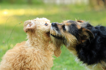 Pudelwelpe und Terrier spielen miteinander