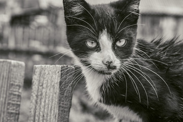 A cat on a fence after the rain