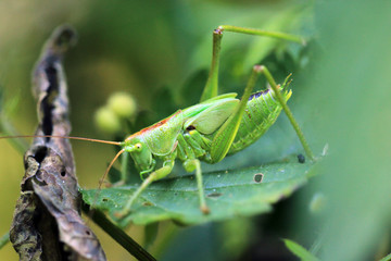 Heuschrecke