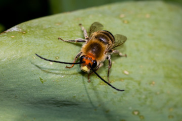 bee on a leaf