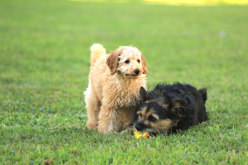 Pudelwelpe und Terrier spielen miteinander