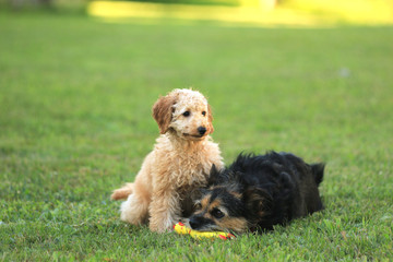 Fototapeta premium Pudelwelpe und Terrier spielen miteinander