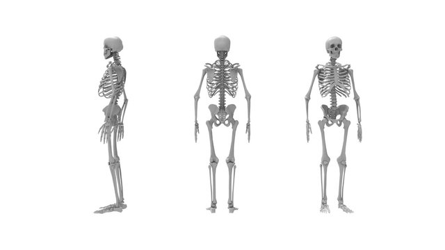 Skeleton multiple views of a human computer renderd skeleton,