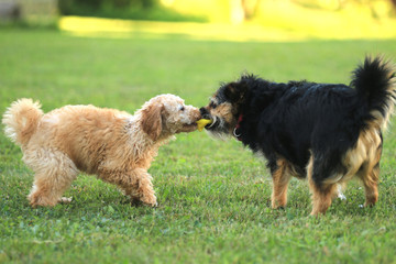 Pudelwelpe und Terrier spielen miteinander