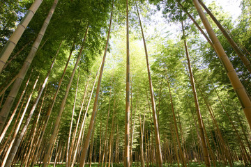 Fototapeta premium 宇都宮市 若山農場の金明孟宗竹