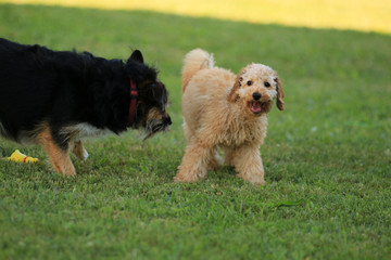 Pudelwelpe und Terrier spielen miteinander