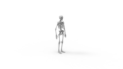 Skeleton multiple views of a human computer renderd skeleton,