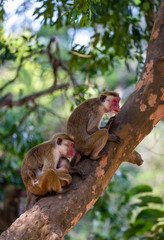 A Toque Macaque Mother Monkey holdings its baby which resting on a tree branch in national park in Sri Lanka