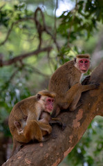 A Mother Monkey holdings its baby which resting on a tree branch in national park in Sri Lanka