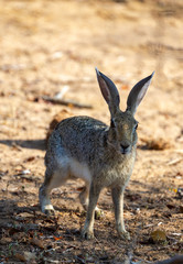 Black naped Hare found in the Jungles of Sri Lanka