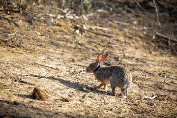 Black naped Hare found in the Jungles of Sri Lanka