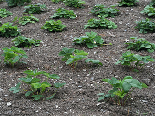 Frisch gepflanzte Erdbeerpflanzen