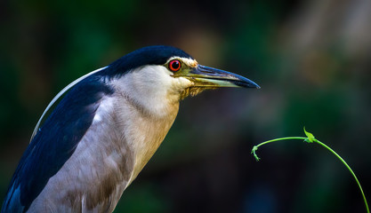 A closeup of a Black-crowned night heron in an urban wetland park in Colombo sri lanka