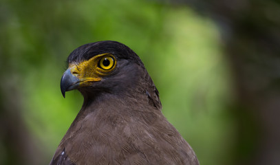 A close up of a Crested Serpent Eagle in wilpathu national park in sri lanka