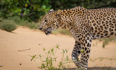 Sri Lankan Leopard, an endangered species endemic to Sri Lanka