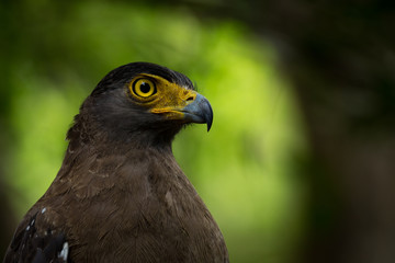 A close up of a Crested Serpent Eagle in wilpathu national park in sri lanka