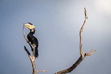 Oriental Pied Hornbill perched on a tree in Yala national park in sri Lanka