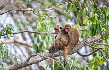 Monkeys of Sri Lanka, Toque Macaque Family