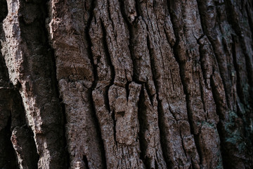 tree bark structure, texture and background