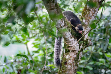 The grizzled giant squirrels found in Sri Lanka 