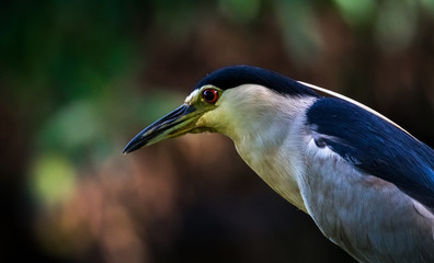 Black-crowned night heron looking for a meal in an urban wetland park in sri lanka