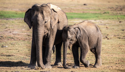 Fototapeta na wymiar Mother and its baby Elephant in Bunldala national park in sri lanka