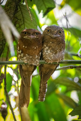 The Sri Lanka frogmouth, Sri Lankan frogmouth or Ceylon frogmouth in Sinharaja Forest