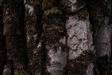 tree bark structure, texture and background