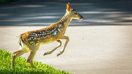 Deer crossing!