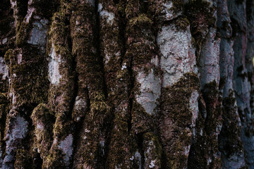 tree bark structure, texture and background
