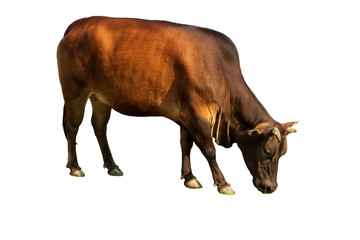 Brown cow eating grass and isolated on white background