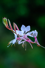 Small white flowers in the garden