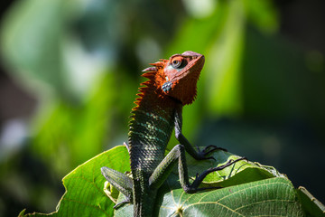 An endemic Green Lizard found in sinharaja Sri Lanka