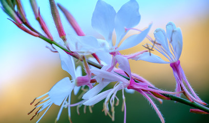 Small white flowers in the garden