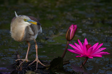 Indian Pond Heron standing next to a purple water lily in an urban wetland park in sri lanka