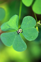 Nyphe einer Stinkwanze