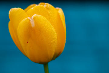 yellow tulip on blue background