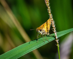 Fiery Skipper Butterfly on a blade of grass along the nature trail in Pearland!