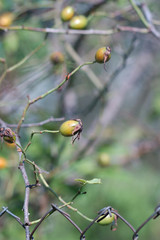 Rose hips ripen on the bush. Shallow depth of field