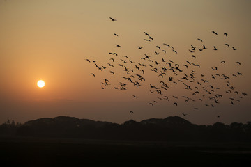 A flock of birds flying away in search of food as the sun sets in Anawilundawa Bird Sanctuary in sri lanka