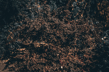 shrub barberry with brown leaves