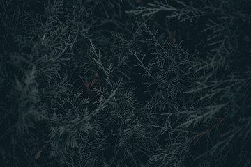 background with juniper branches