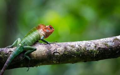 Common Green Garden Forest Lizard resting on tree branch getting some much needed sunlight in Sinharaja rain forest
