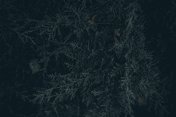Fototapeta na wymiar background with juniper branches