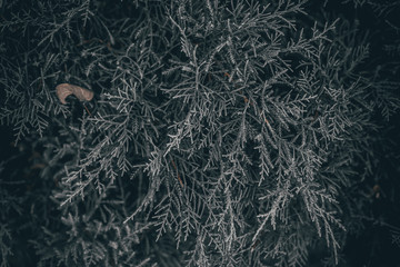 background with juniper branches