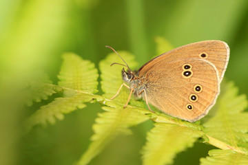 Brauner Waldvogel