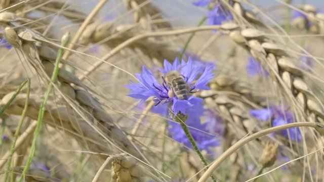 honey bee collects nectar from cornflower flower in wheat field.