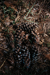 pine cones on the ground