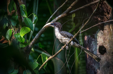 Sri Lanka grey hornbill in Sinharaja Rain Forest in Sri Lanka