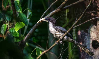 Sri Lanka grey hornbill perched on a tree branch in Sinharaja Rain Forest in Sri Lanka